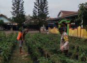 Bhabinkamtibmas Polsek Makarti Jaya Gerakkan Masyarakat Dukung Swasembada Pangan Nasional