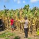 Panen Jagung Di Desa Letawa, Bukti Keberhasilan Program Ketahanan Pangan