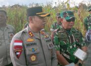 Kelompok Tani Asuhan Polres Manggarai Panen Jagung .