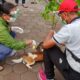 Desa Beamese  Anti Rabies: Anjing Liar  Ditumpas Habis, Sementara Yang diikat Divaksin.
