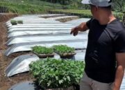 Bumdes Harum Mekar Mandiri Desa Sindanggalih Kerjasama Dengan Kelompok Tani Budidaya Cabe Keriting Di Lahan Tanah Kas Desa