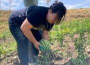 Jane N. Suryanto Bangkitkan Semangat Petani Muda NTT: Menanam Harapan Baru dari Tanah yang Subur