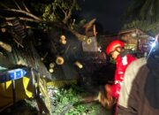 Respons Cepat Samapta Polres Gowa, Pohon Tumbang di Bajeng Berhasil Dievakuasi