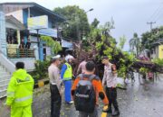 Gerak Cepat Polres Majene Evakuasi Pohon Tumbang, Arus Lalu Lintas Trans Sulawesi Kembali Normal