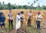 Polsek Malunda Dukung Swasembada Pangan, Panen Raya Jagung Serentak Kuartal I 2026 Digelar di Kelurahan Malunda