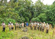 Dukung Swasembada Pangan, Kapolsek Pamboang Hadiri Panen Raya Jagung Serentak Kuartal I Tahun 2026 di Desa Bababulo Utara