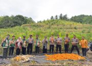 Wakapolres Polman Didampingi PJU Hadiri Panen Raya Jagung Serentak Kuartal I Tahun 2026 di Kecamatan Allu