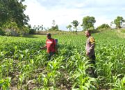 Dukung Ketahanan Pangan Nasional, Bhabinkamtibmas Polsek Banggae Sambangi Ladang Jagung di Buttu