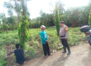 Perkuat Ketahanan Pangan, Bhabinkamtibmas Polsek Banggae Polres Majene Dorong Budidaya Singkong di Kelurahan Rangas