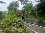 Sigap dan Humanis, Bhabinkamtibmas Polsek Bambalamotu Bersama Warga Evakuasi Pohon Tumbang di Jalan Trans Sulawesi