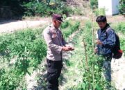 Sukseskan Ketahanan Pangan, Bhabinkamtibmas Polsek Sendana Polres Majene Tinjau Perkembangan Kebun Cabai di Tippulu