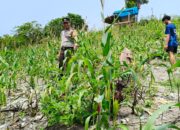 Sinergi Polri dan Petani, Bhabinkamtibmas Polsek Banggae Polres Majene Sambangi Petani Jagung di Buttu Samang