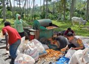 Bhabinkamtibmas Bambalamotu Polres Pasangkayu Panen Jagung Bersama Kelompok Tani Samaturu di Desa Kalola
