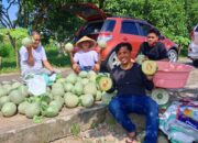 SDK–JSM Dorong Ketahanan Pangan, UPTD BBTPH DINAS TPHP Langsung Tancap Gas Panen Melon
