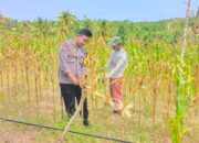 Dukung Ketahanan Pangan Nasional, Bhabinkamtibmas Polsek Banggae Polres Majene Pantau Lahan Jagung Siap Panen di Kalasa