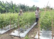 Dukung Ketahanan Pangan Nasional, Bhabinkamtibmas Polsek Banggae Polres Majene Sambangi Petani Tomat di Tande