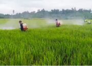 Petani Tommo Tersenyum, 7 Hektare Padi Terkendali dari Serangan Bercak Daun Cokelat