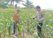 Sukseskan Program Ketahanan Pangan, Bhabinkamtibmas Polsek Banggae Polres Majene Kontrol Ladang Jagung di Totoli