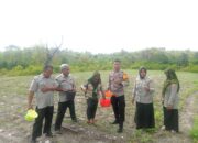 Dukung Ketahanan Pangan, Bhabinkamtibmas Polsek Banggae Bersama Satgas Pertanian Lakukan Pemupukan Jagung dan Kacang Ijo