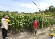 Dukung Ketahanan Pangan Nasional, Bhabinkamtibmas Polsek Banggae Dorong Petani Jagung Tingkatkan Hasil Panen