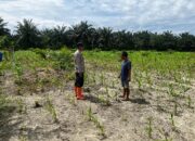 Bhabinkamtibmas Polsek Baras Monitoring Lahan Jagung Warga Dukung Program Ketahanan Pangan Nasional