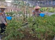 Kapolsek Sarudu Pimpin Panen P2L, Hasilnya Dinikmati Warga dan Bernilai Ekonomis