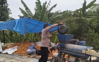 Poktan Sikamase Desa Saluahok Berhasil Panen 2 Ton Jagung, Siap Dukung Pasokan ke Bulog