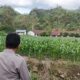 Bhabinkamtibmas Polsek Mambi Monitoring Lahan Jagung Warga di Desa Pasembuk