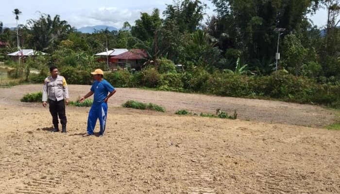 Bhabinkamtibmas Polsek Sumarorong Monitoring Pendataan Warga Penanam Jagung di Desa Sasakan