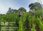 Polsek Pana Laksanakan Monitoring Lahan Jagung Warga di Desa Salukona