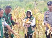 Hasilkan 3 Ton Jagung, Bhabinkamtibmas Polsek Banggae Polres Majene Panen Jagung Bersama Kelompok Tani di Kalasa