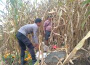 Panen Jagung di Desa Tabulahan Dukung Ketahanan Pangan, Bhabinkamtibmas Lakukan Pendampingan