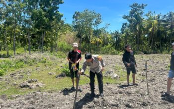 Perkuat Ketahanan Pangan, Polsek Banggae Bersama Petani Tanam Jagung di Kelurahan Baurung