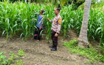 Jagung Usia Dua Bulan Tumbuh Subur, Bhabinkamtibmas Polsek Banggae Polres Majene Pantau Lahan Tani Randang Balisa