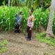 Jagung Usia Dua Bulan Tumbuh Subur, Bhabinkamtibmas Polsek Banggae Polres Majene Pantau Lahan Tani Randang Balisa