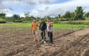 Bhabinkamtibmas Polsek Sumarorong Monitoring Lahan Jagung Warga di Desa Tadisi