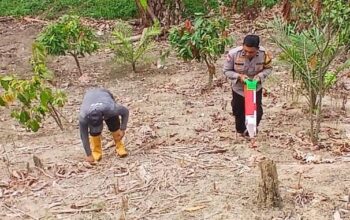 Tak Hanya Jaga Kamtibmas, Bhabinkamtibmas Bambalamotu Dorong Ekonomi Warga Lewat Jagung