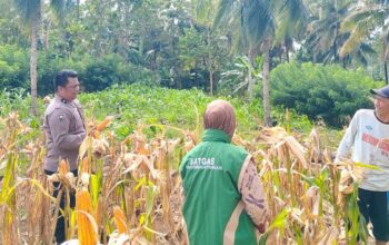 Dukung Ketahanan Pangan Nasional, Personel Polsek Sendana Turut Panen Jagung Bersama Kelompok Tani Agro Lestari