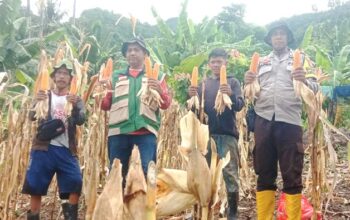 Perkuat Ketahanan Pangan Tingkat Desa, Bhabinkamtibmas Polsek Sendana Panen Jagung Bersama Kelompok Tani Bunga Tajong