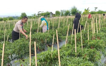Bhabinkamtibmas Polres Majene Panen Cabai Bersama Warga di Tande, Wujud Sukseskan Ketahanan Pangan