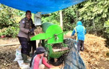 Sinergi Polri dan Petani, Bhabinkamtibmas Polsek Baras Dorong Ketahanan Pangan Lewat Panen Jagung