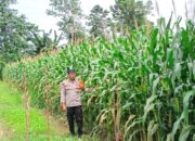 Bhabinkamtibmas Polsek Malunda Pantau Ladang Jagung Poktan Buradolong, Panen Diproyeksikan Capai 2 Ton