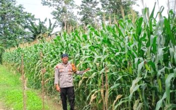 Bhabinkamtibmas Polsek Malunda Pantau Ladang Jagung Poktan Buradolong, Panen Diproyeksikan Capai 2 Ton