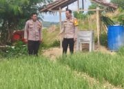 Wakapolres Majene Tinjau Pekarangan Pangan Bergizi, Dorong Budidaya Bawang Merah di Desa Pamboborang