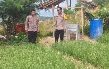 Wakapolres Majene Tinjau Pekarangan Pangan Bergizi, Dorong Budidaya Bawang Merah di Desa Pamboborang