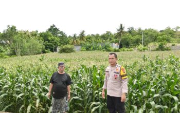Kawal Swasembada Pangan, Bhabinkamtibmas Polsek Banggae Polres Majene Targetkan Panen 1,5 Ton Jagung di Buttu