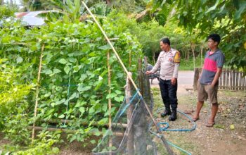 Bhabinkamtibmas Polsek Banggae Gerakkan Warga Segeri Manfaatkan Pekarangan Jadi Kebun Hortikultura Produktif