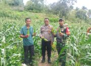 Bhabinkamtibmas Polsek Pamboang Tinjau Kebun Jagung Manis di Dusun Puare, Dukung Ketahanan Pangan Nasional