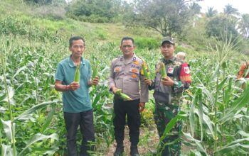 Bhabinkamtibmas Polsek Pamboang Tinjau Kebun Jagung Manis di Dusun Puare, Dukung Ketahanan Pangan Nasional