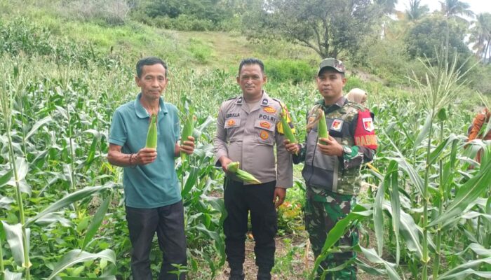Bhabinkamtibmas Polsek Pamboang Tinjau Kebun Jagung Manis di Dusun Puare, Dukung Ketahanan Pangan Nasional